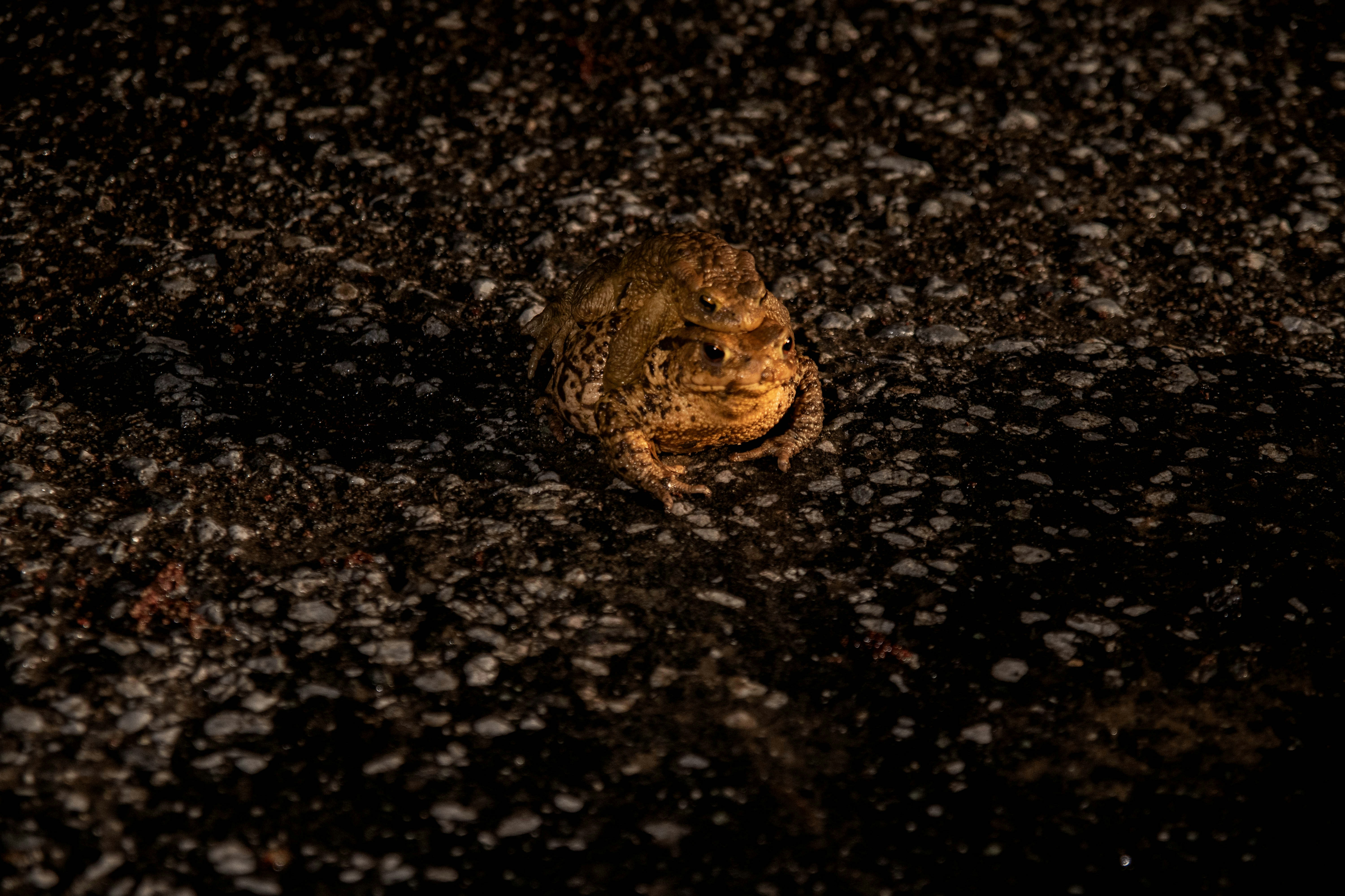 9 Desert Rain Frog: Nighttime Specialist (image credits: unsplash)