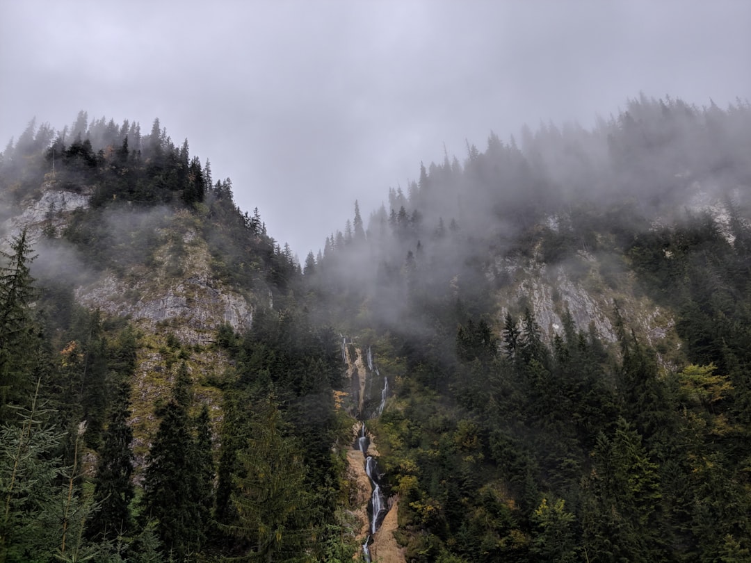 photo of Borsa Forest near Rodna Mountains