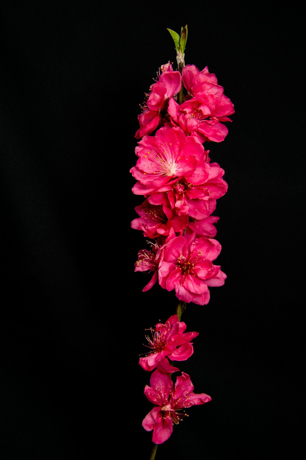 pink-petaled flowers