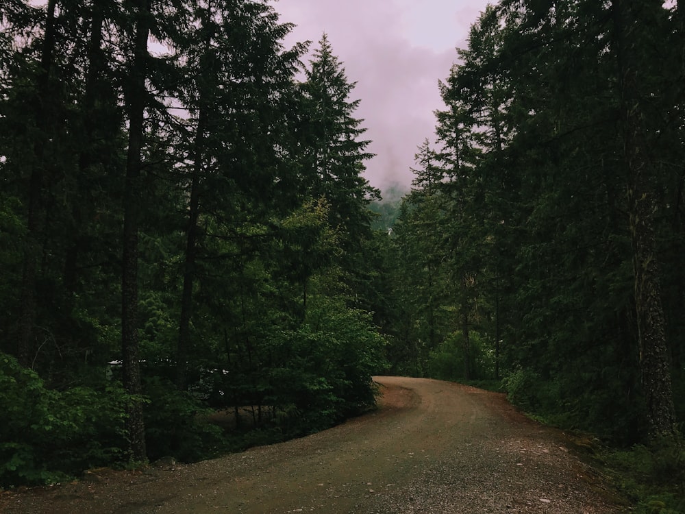 pathway surrounded by trees during daytime