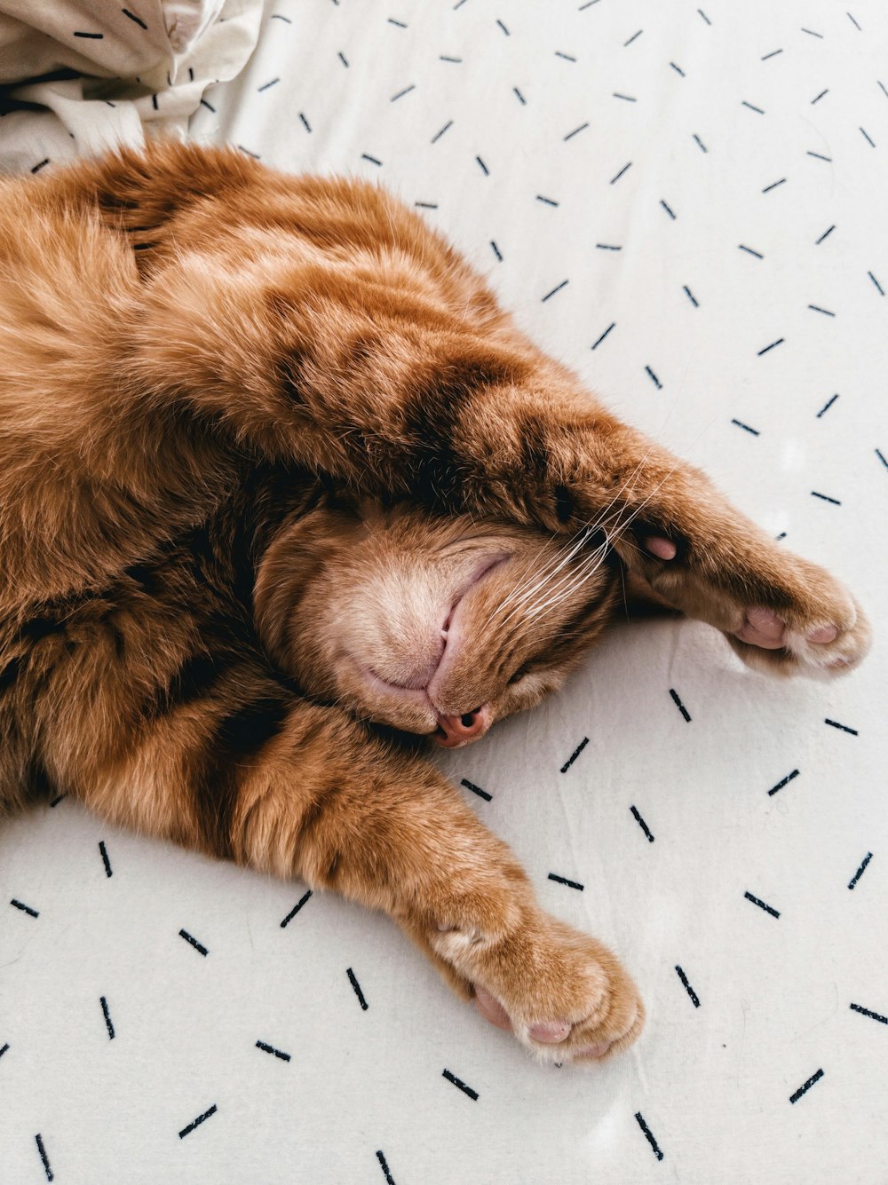 cat lying on bed