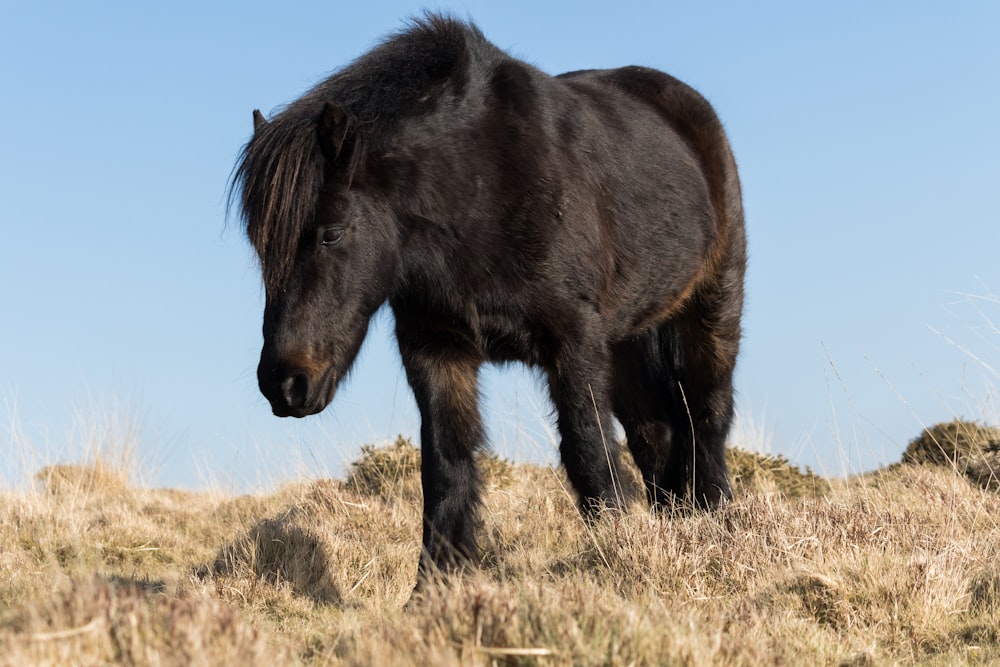 草原の黒い馬