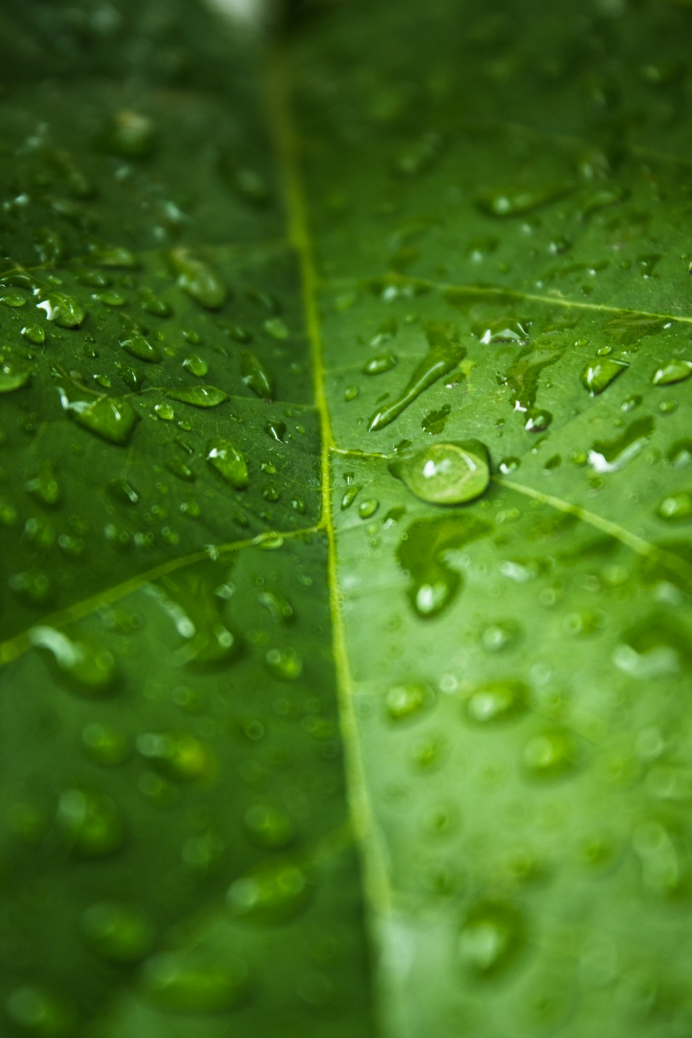 green leaf with water dew