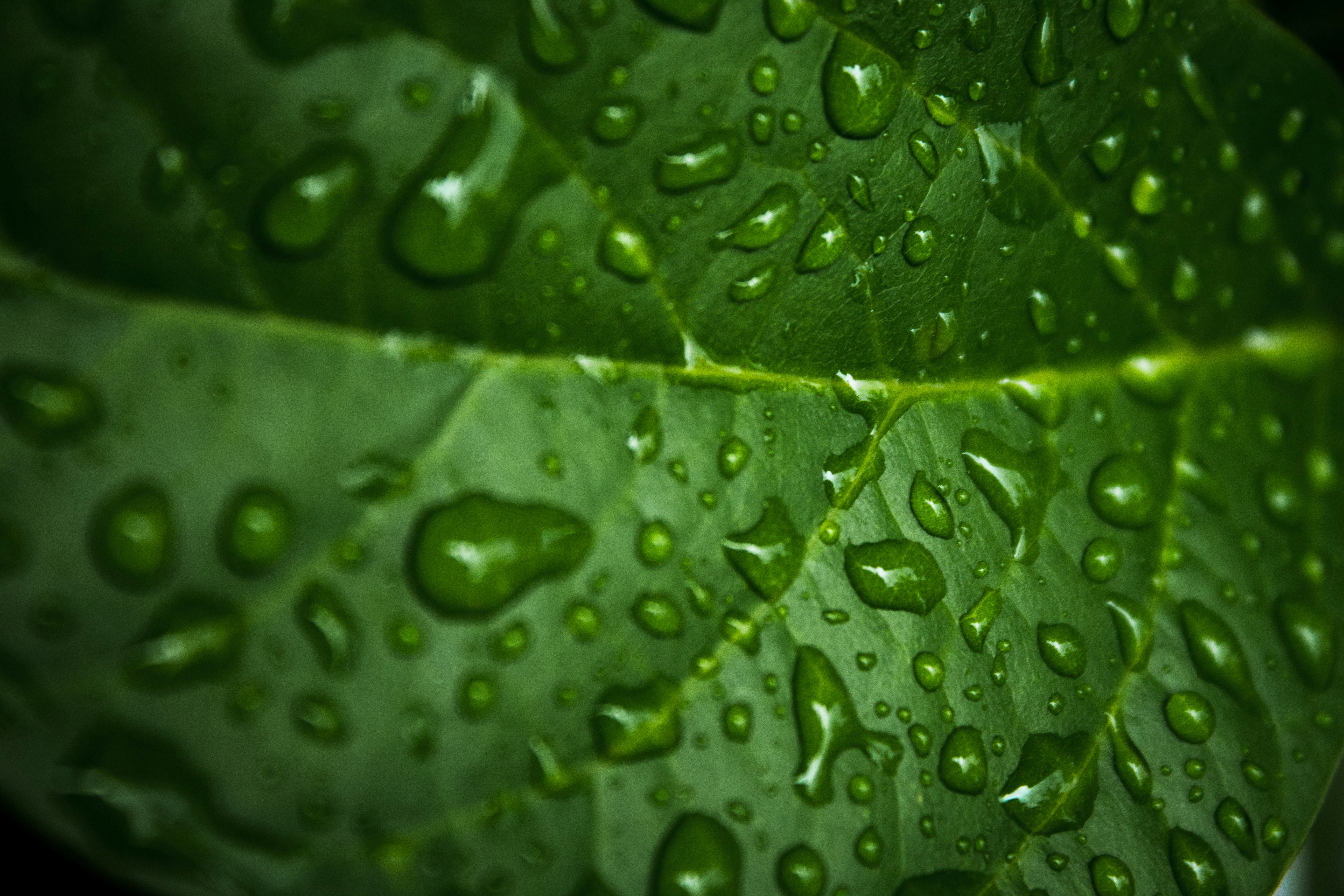 Photo by tockythelobey