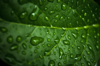 A close-up of a vibrant green leaf with water droplets glistening in sunlight.