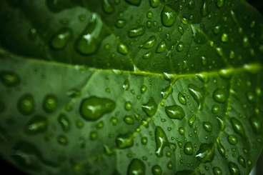 A close-up of a vibrant green leaf with water droplets glistening in sunlight.
