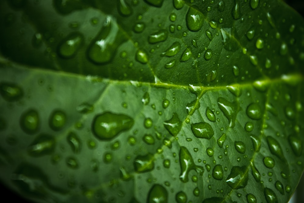 water dew on leaf