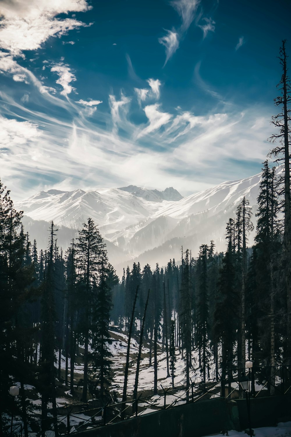 pine tree near snow mountain