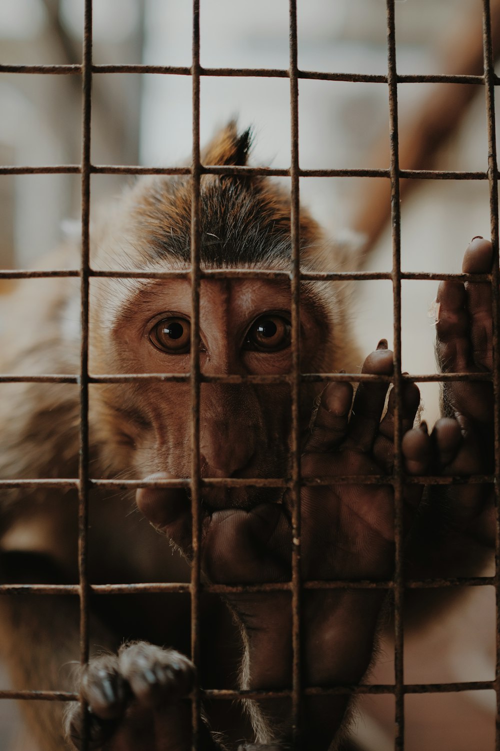 brown monkey inside cage