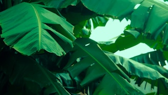 Large, lush green banana leaves overlap, creating a dense canopy. The leaves have prominent veins and a smooth texture, capturing natural light that highlights their vibrant green color.
