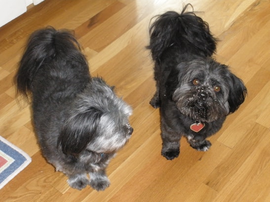 Two small, shaggy dogs with dark fur are standing on a wooden floor. One dog appears to have some white markings on its face and fur, possibly from powder or dust.