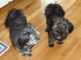 Two small, shaggy dogs with dark fur are standing on a wooden floor. One dog appears to have some white markings on its face and fur, possibly from powder or dust.