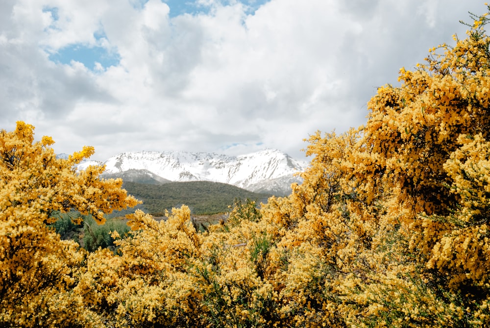 yellow trees near mountain