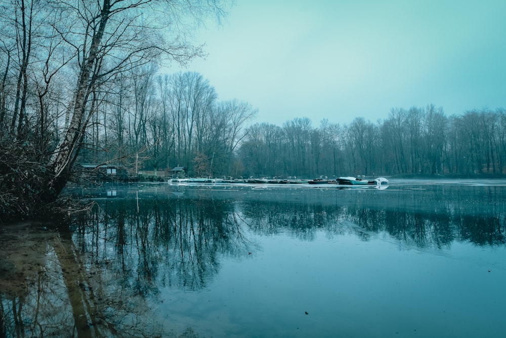 reflective photo of bare trees on body of water