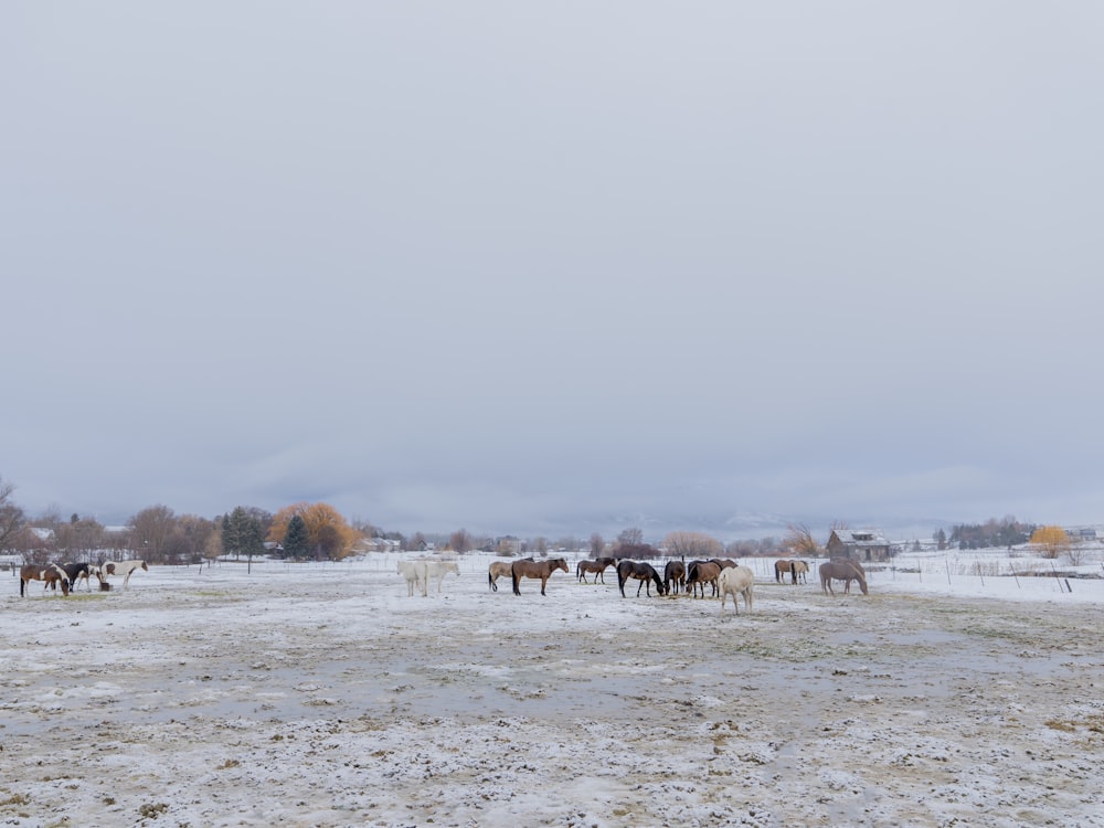 a herd of horses standing on top of a snow covered field