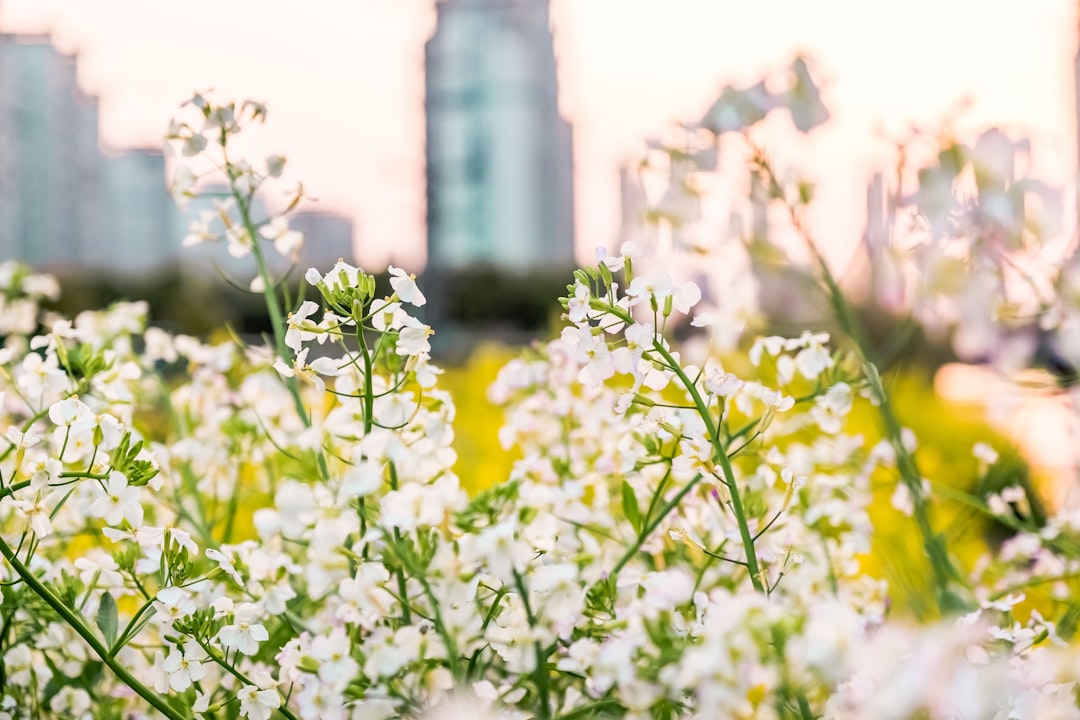 white flowers