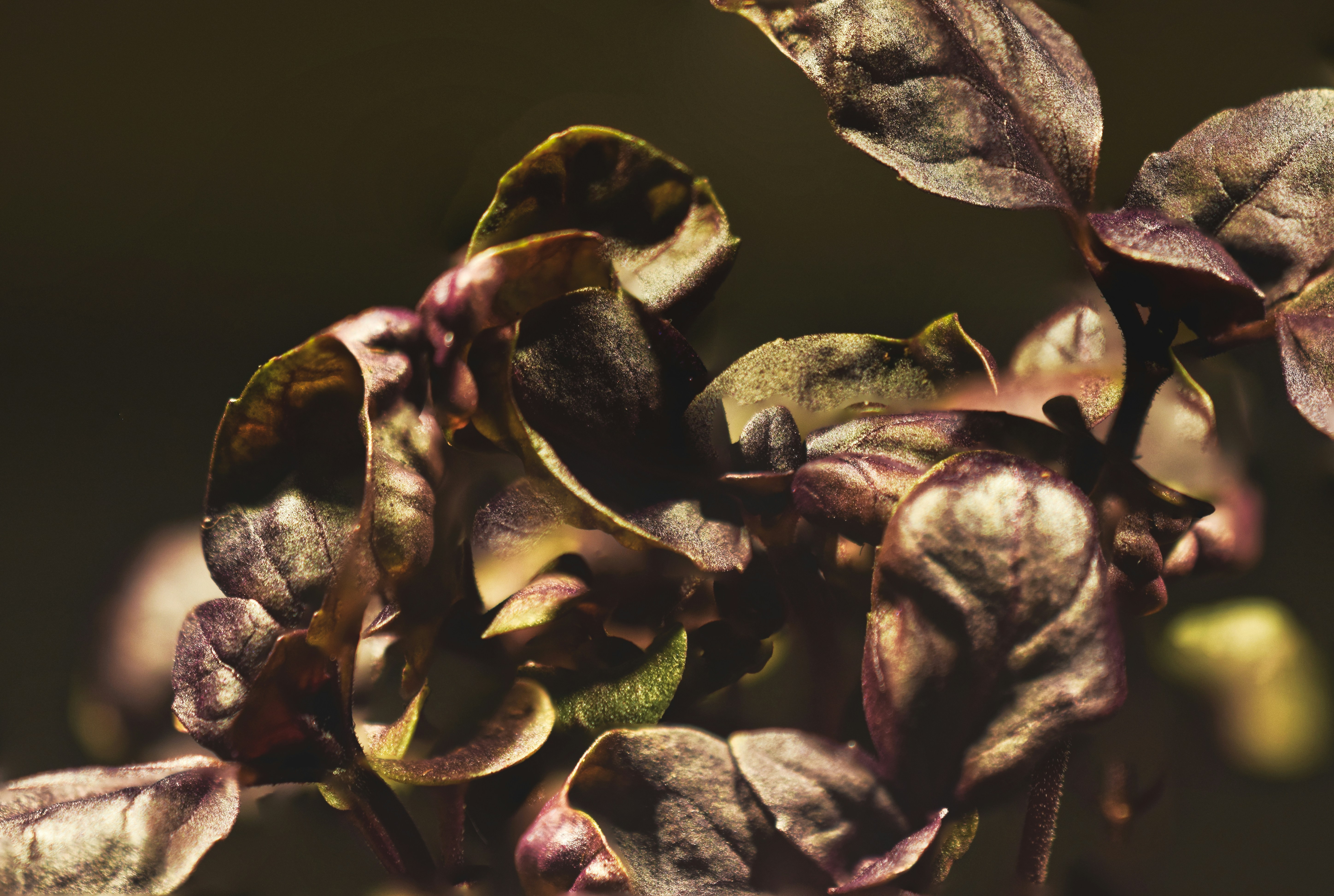 茶色の葉の植物の浅いフォーカス写真の写真 Unsplashで見つけるバジルの無料写真