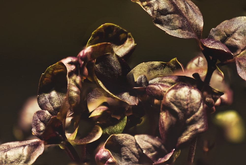 갈색 잎 식물의 얕은 초점 사진