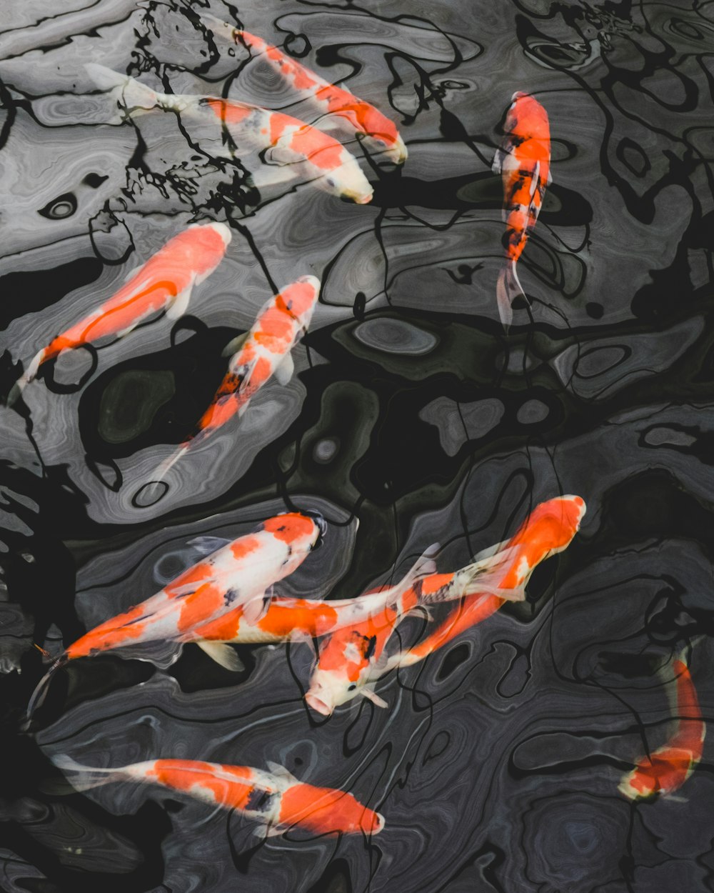 school of koi fish