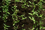 green plant on brown soil