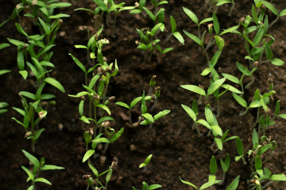 green plant on brown soil