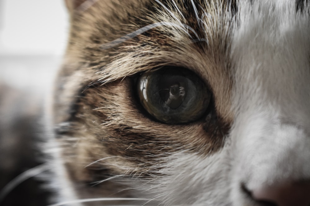 close-up photography of cat