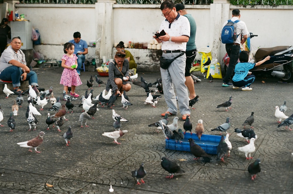 people feeding pigeons during daytime