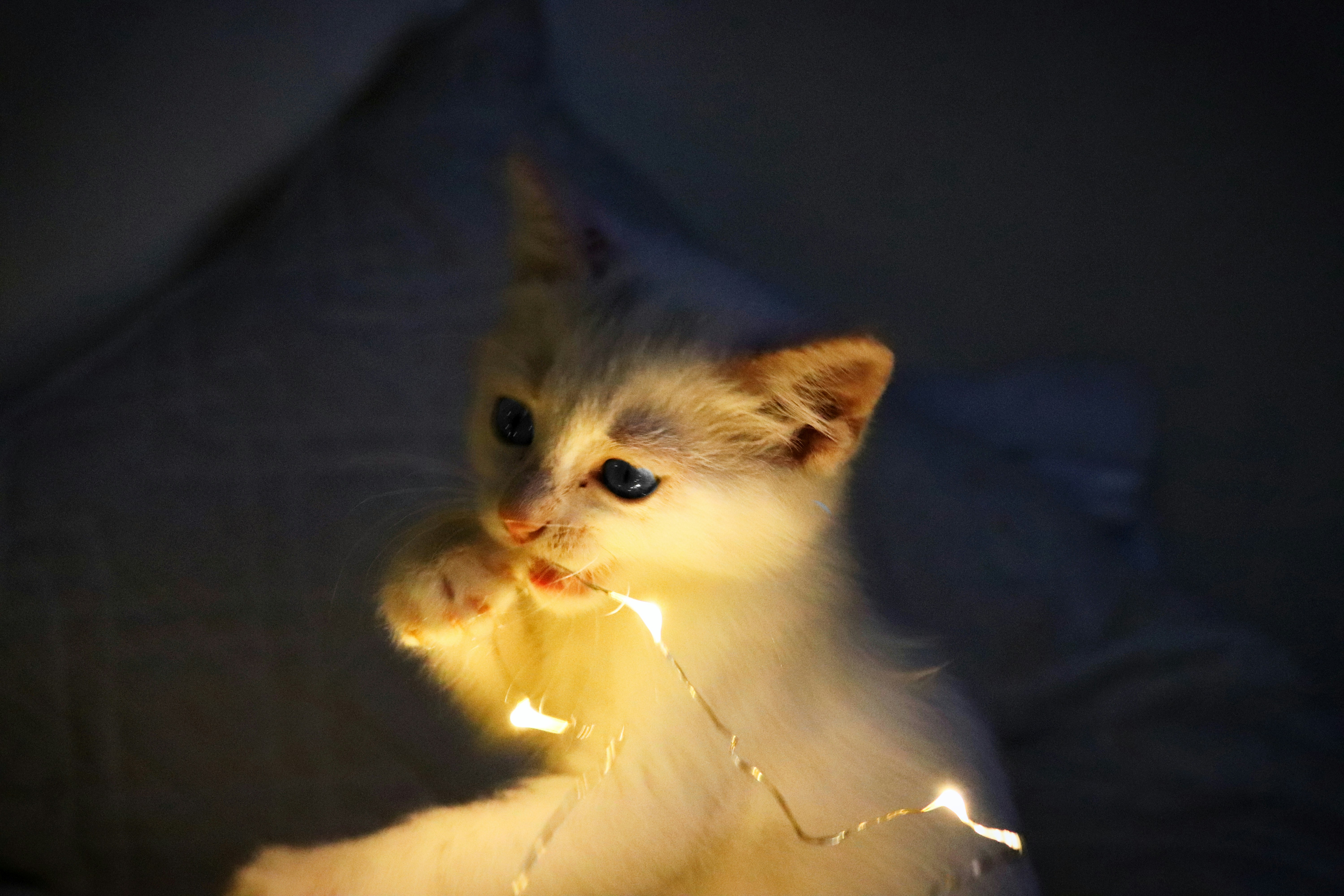 Deluxe Cat Toy Bundle