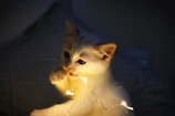 Close-up of a playful kitten exploring carnival decorations with bright lights