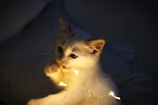 A tiny kitten pawing at sparkling fairy lights.