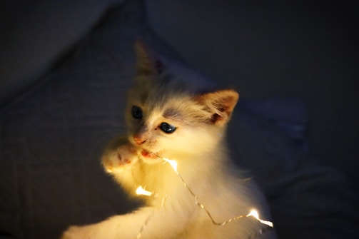 A fluffy kitten playfully pawing at shimmering fairy lights.