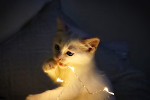 A tiny kitten pawing at sparkling fairy lights.