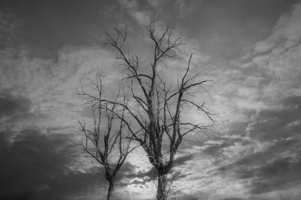 grayscale photography of bare trees