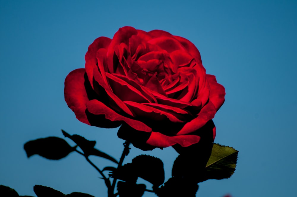 red rose