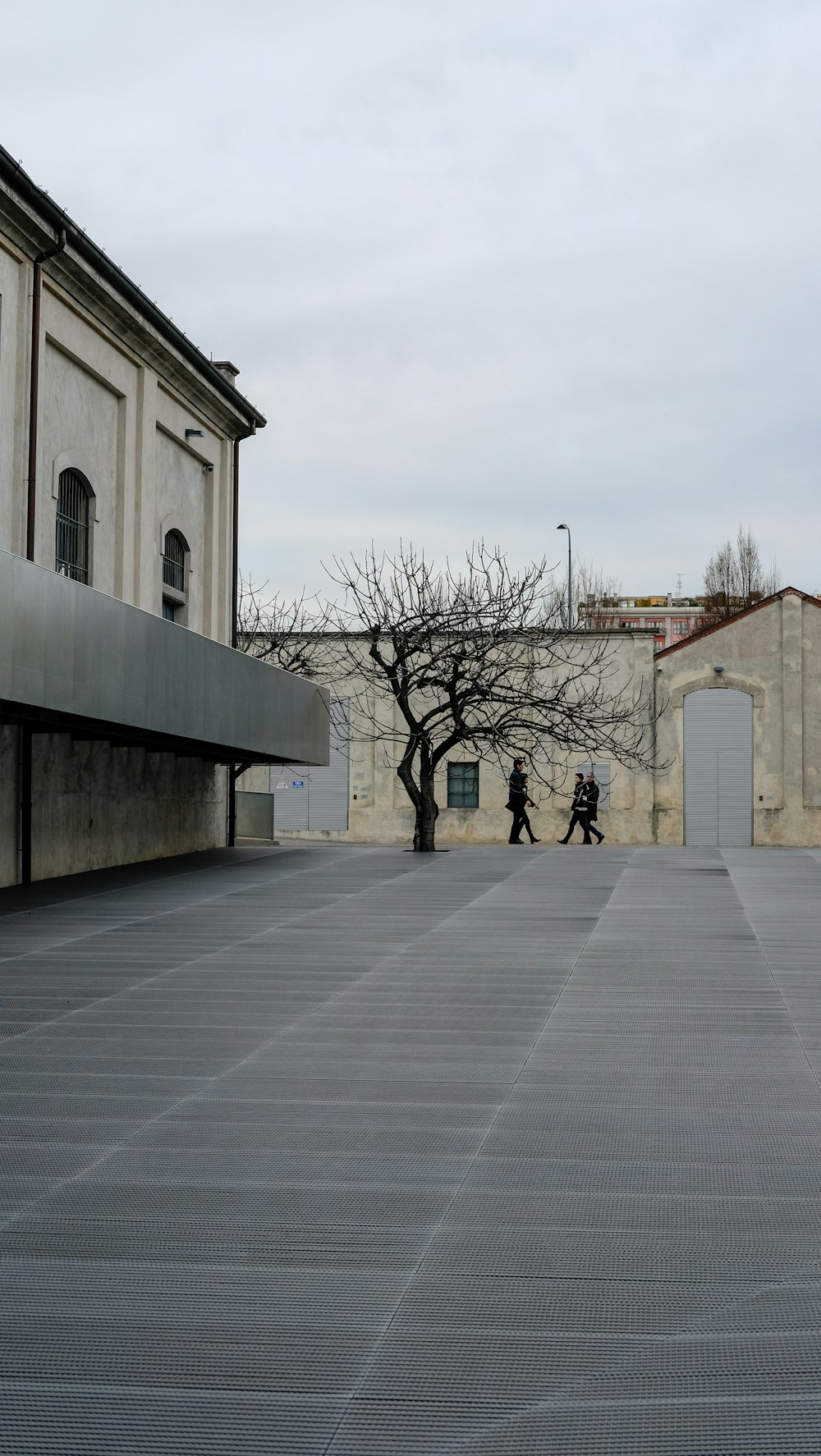 albero senza foglie