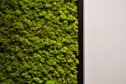 A textured wall of vibrant green moss covers the left side, bordered by a simple black frame, contrasting with a plain, off-white wall on the right.