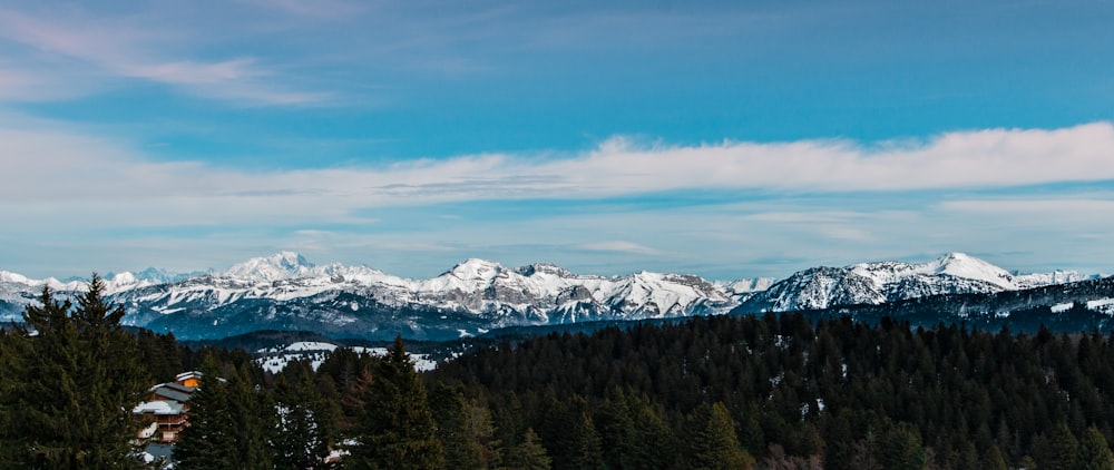 green trees with mountain background