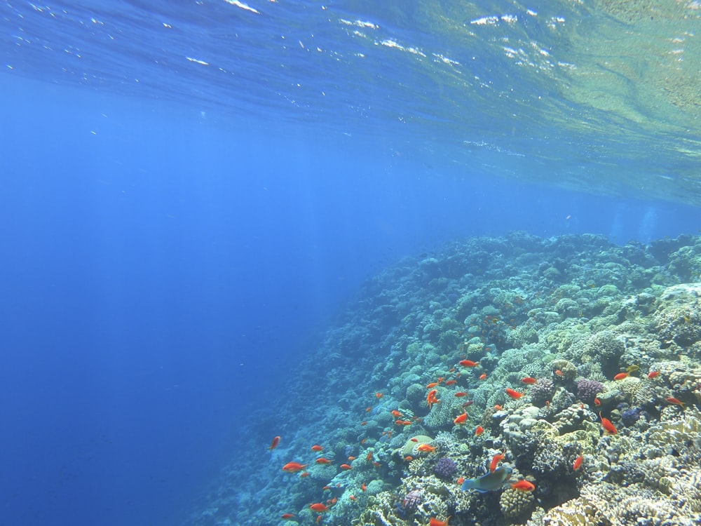 school of goldfish underwater