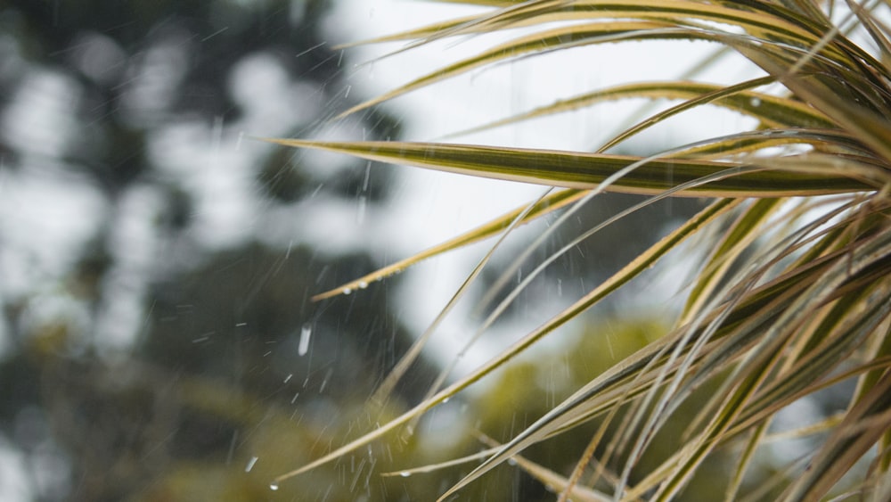 a close up of a plant with drops of water on it