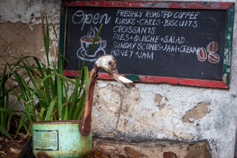 A rustic outdoor cafe sign against a weathered wall lists menu items such as freshly roasted coffee, rusks, cakes, biscuits, and other treats. Next to the sign, a decorative object resembling a long-necked bird or duck with a planter on its back filled with green plants adds a whimsical touch.