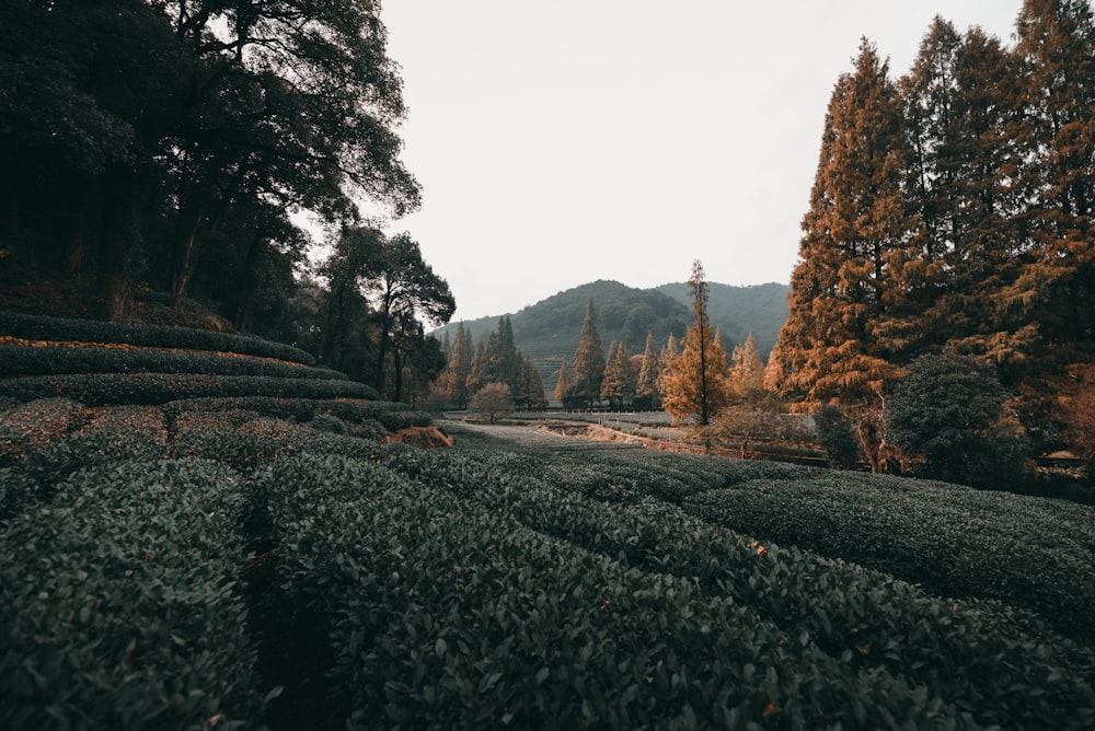 campo di piante durante il giorno