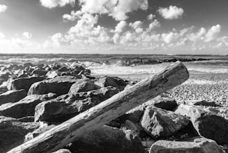 Black and white photo of weathered driftwood on rocky beach.
