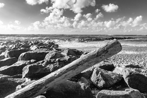 Black and white photo of weathered driftwood on rocky beach.