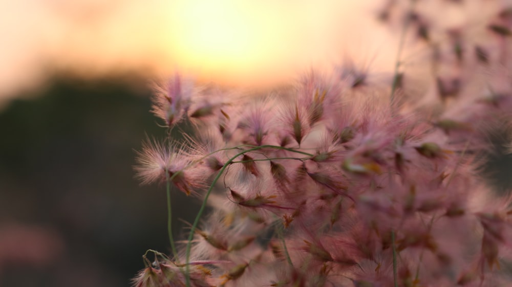 white and pink flower bloom during golden hour