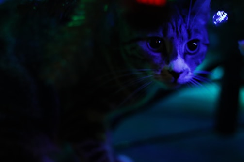 A cat is illuminated by soft, multicolored lighting, primarily featuring blue and green hues. The dim environment highlights the cat's expression and facial features, casting dramatic shadows.