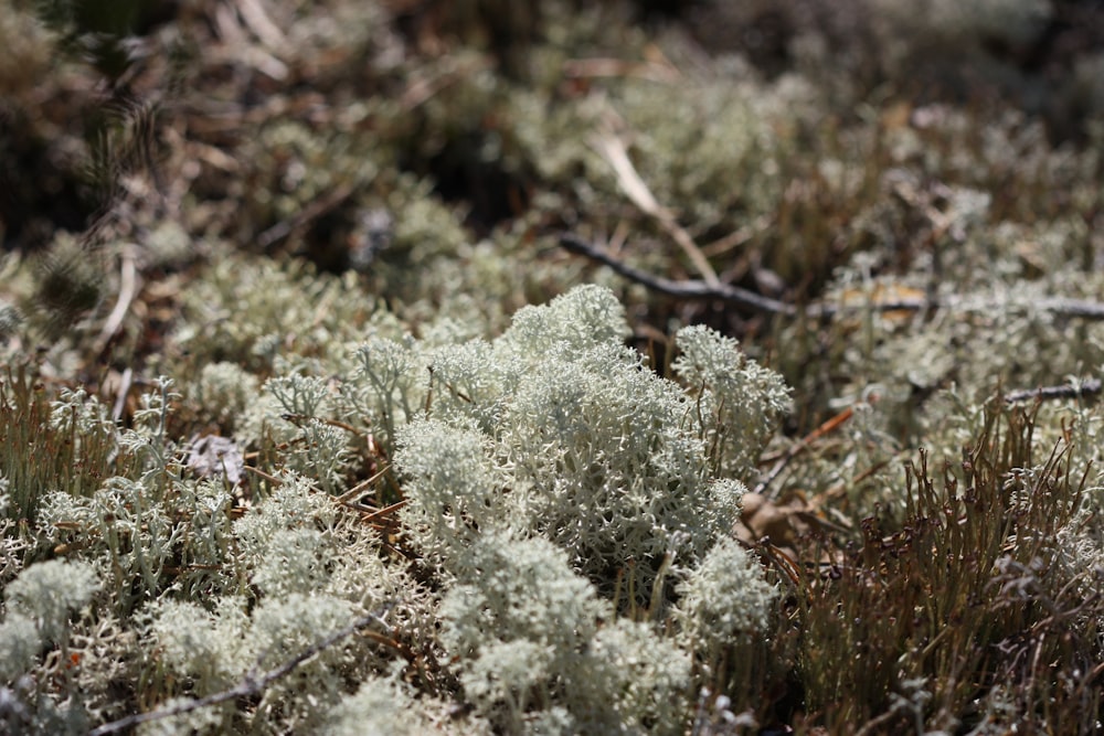 selective focus photography of grass field