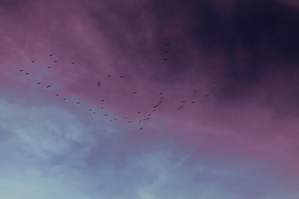 birds flying under purple and blue clouds