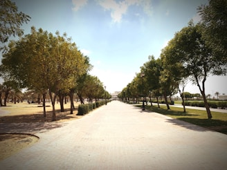 A serene university campus pathway lined with trees under a clear blue sky.