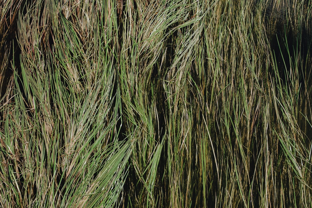 a close up of a bunch of green grass