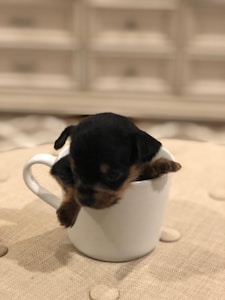 A small puppy with brown and black fur sits inside a white mug, resting on a beige, textured surface. The background is blurred, possibly showing furniture or a room interior.